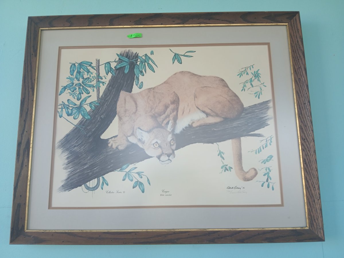 Cougar Felis / Collector Series Xl Gene Gray 1971