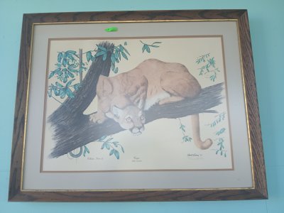 Cougar Felis / Collector Series Xl Gene Gray 1971