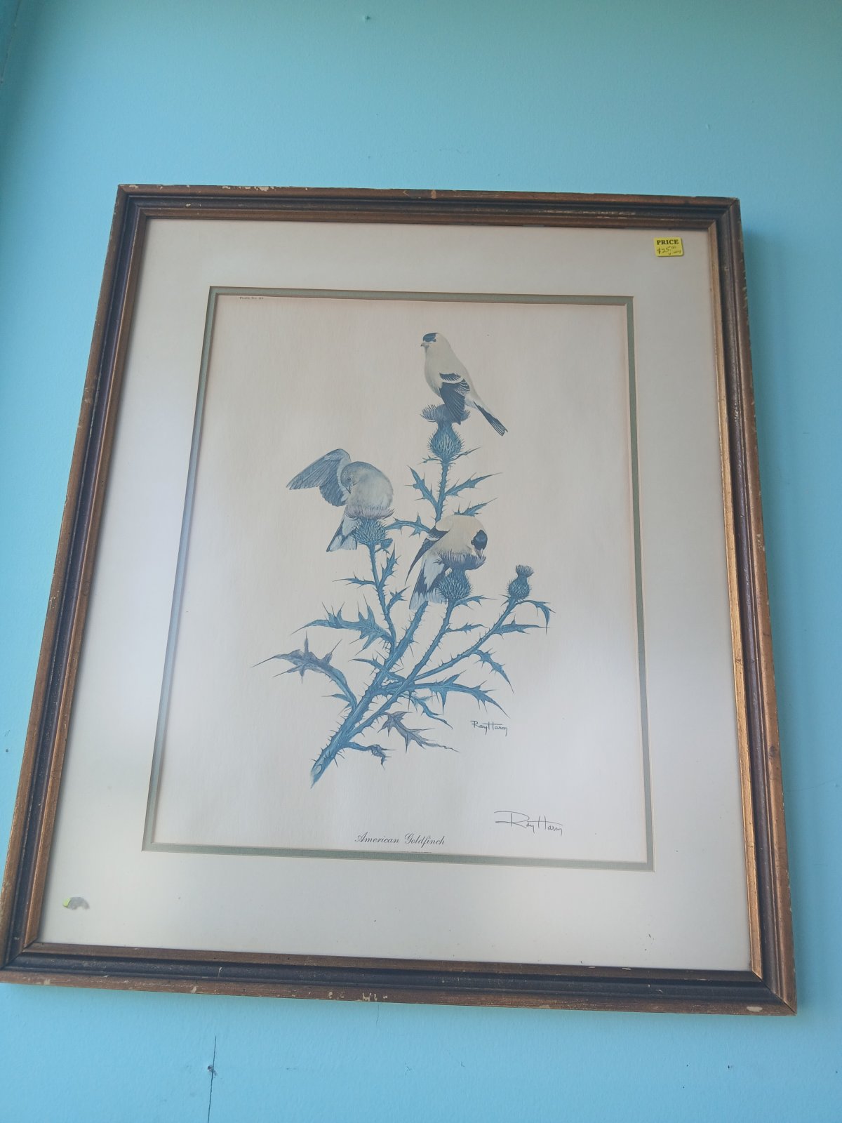 American Goldfinch by Ray Harm